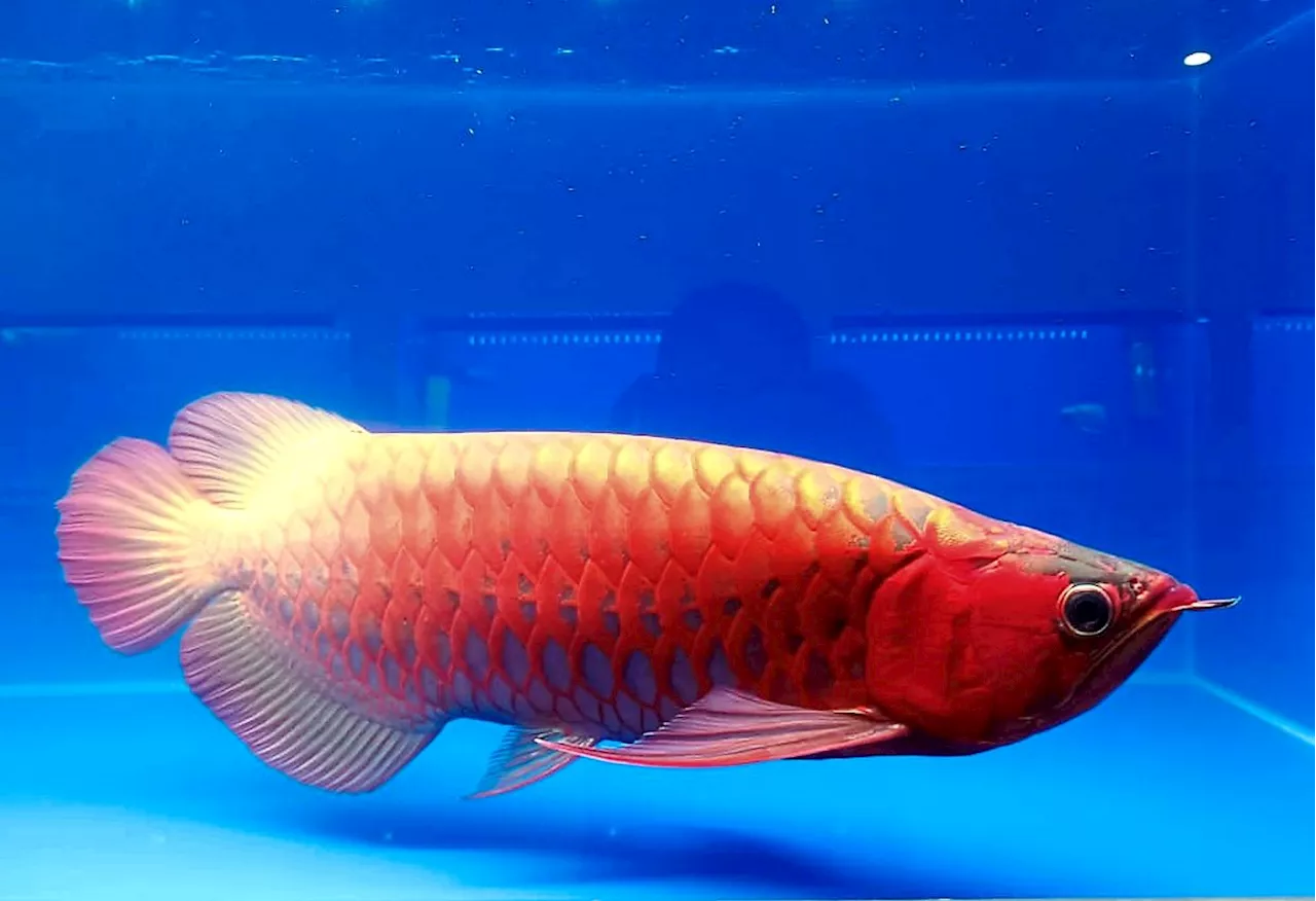 QuickCheck: Did some Kluang villagers feast on arowana that escaped from rearing ponds?