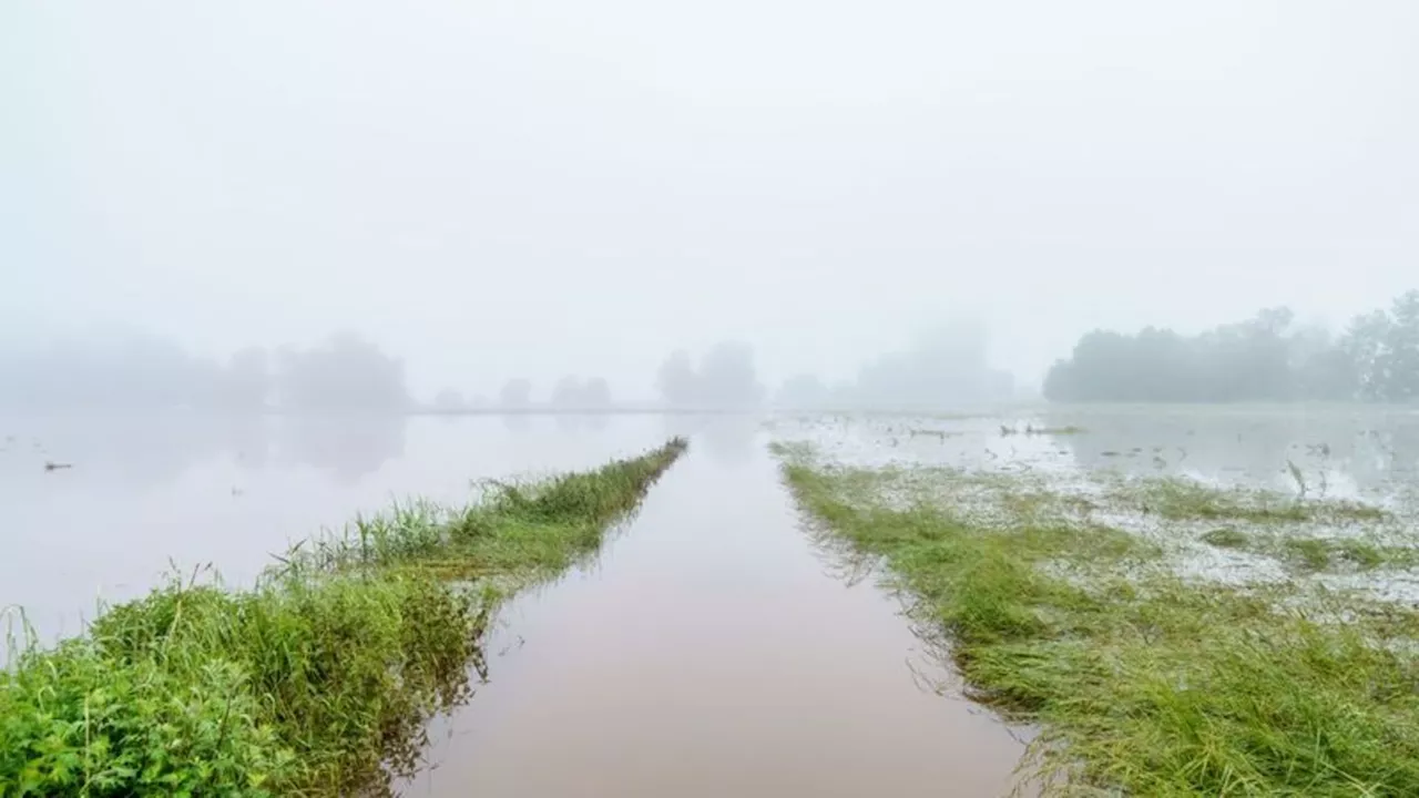 Umwelt: Nabu: Pfingsthochwasser hinterlässt Schäden in der Natur