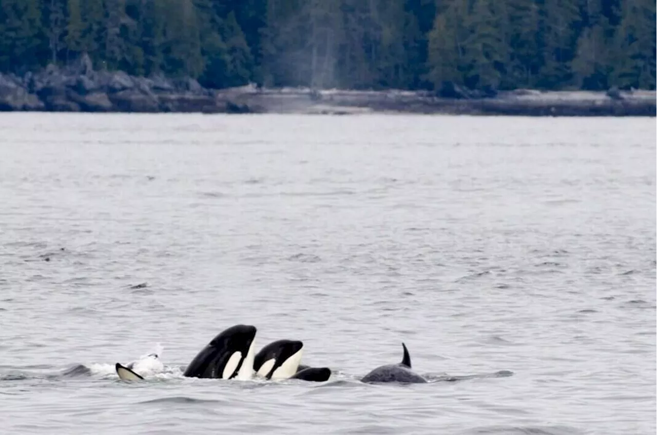 Speed limits, salmon fishing closures enacted to help B.C. orcas