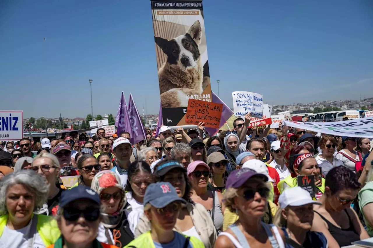 Thousands protest Turkish stray dog cull plan