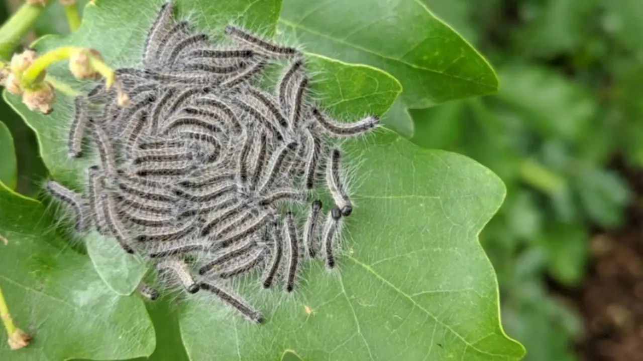 Brits on ‘high alert’ as CATERPILLARS which cause rashes & breathing problems spread