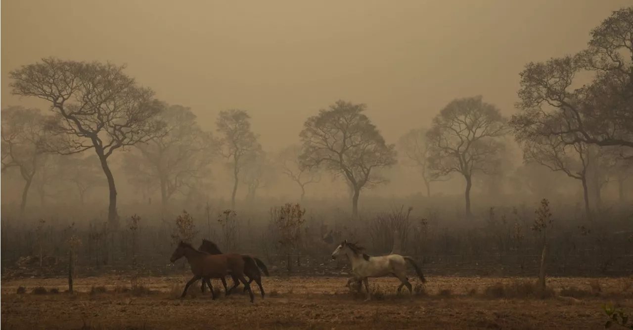 Fogo avança no Pantanal e se aproxima de cenário “catastrófico” de 2020