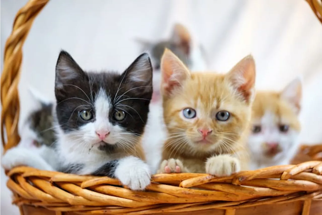 Jacksonville Humane Society invites community to suggest creative names for its new kittens