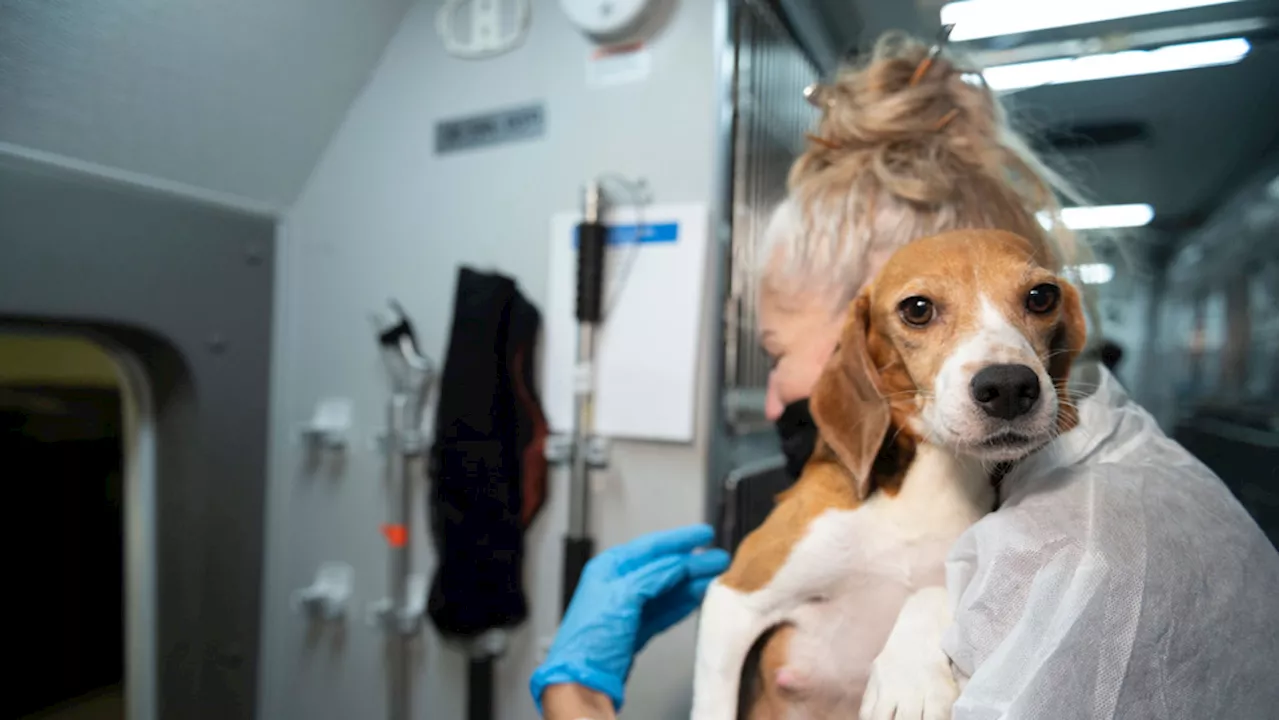 Animal breeder Envigo pleads guilty for mistreating 4K beagles, hit with record fine