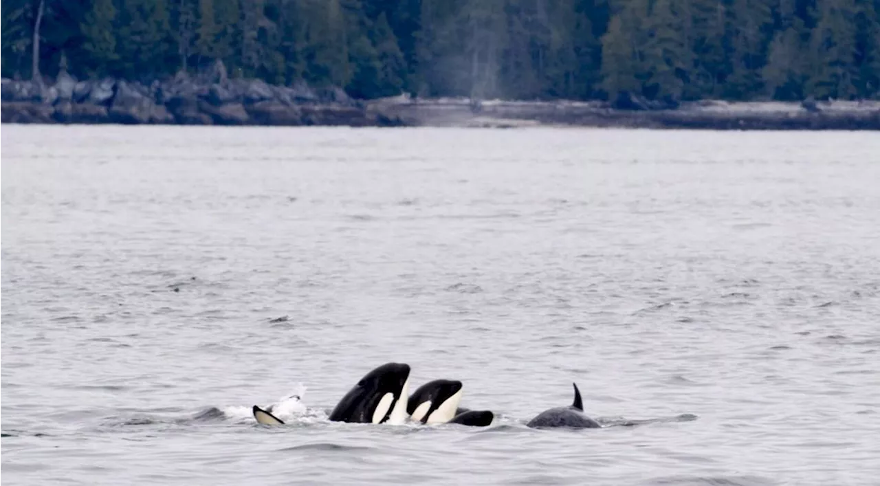 Speed restrictions, B.C. fishery closures, aim to protect southern killer whales