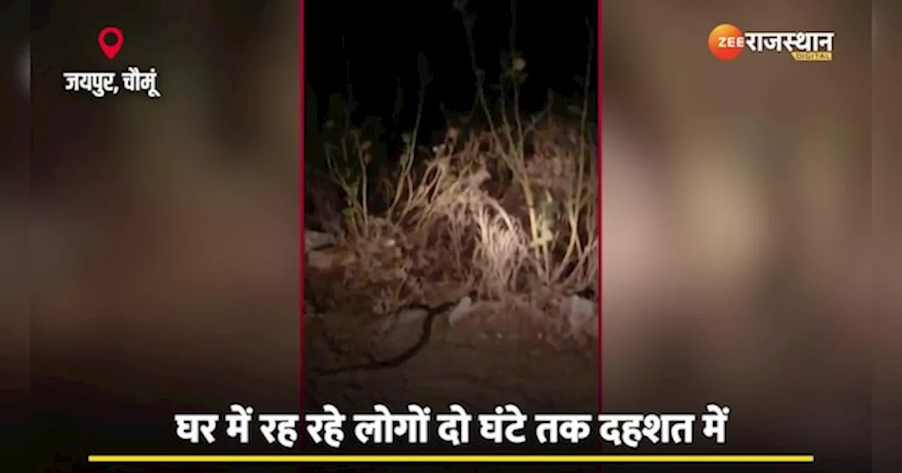 घर में घुसे King Cobra को देख अटकी सांसे! दो घंटे तक परिवार रहा दहशत में