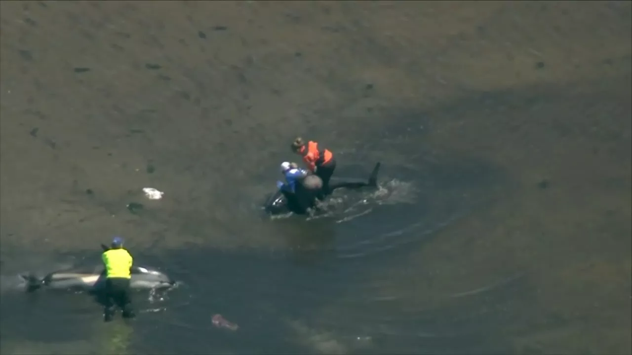 10 Atlantic white-sided dolphins die after mass stranding off Cape Cod, Massachusetts