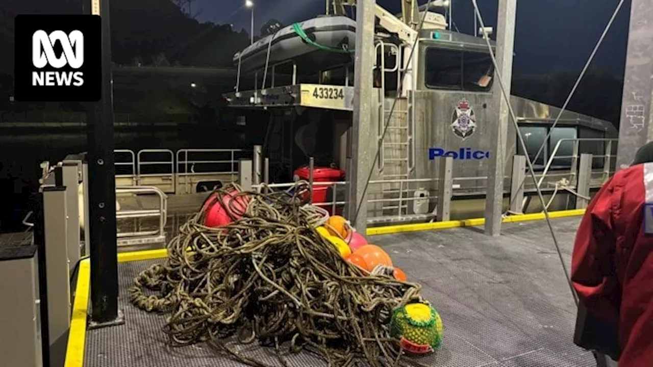 Rescuers free humpback whale tangled in 800kg of rope and fishing gear off Gippsland coast