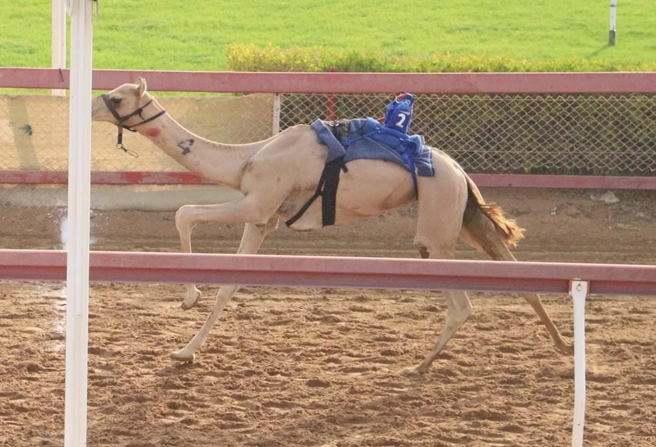 ميدان الذيد يشهد منافسات جديدة لـ ' سن الفطامين'