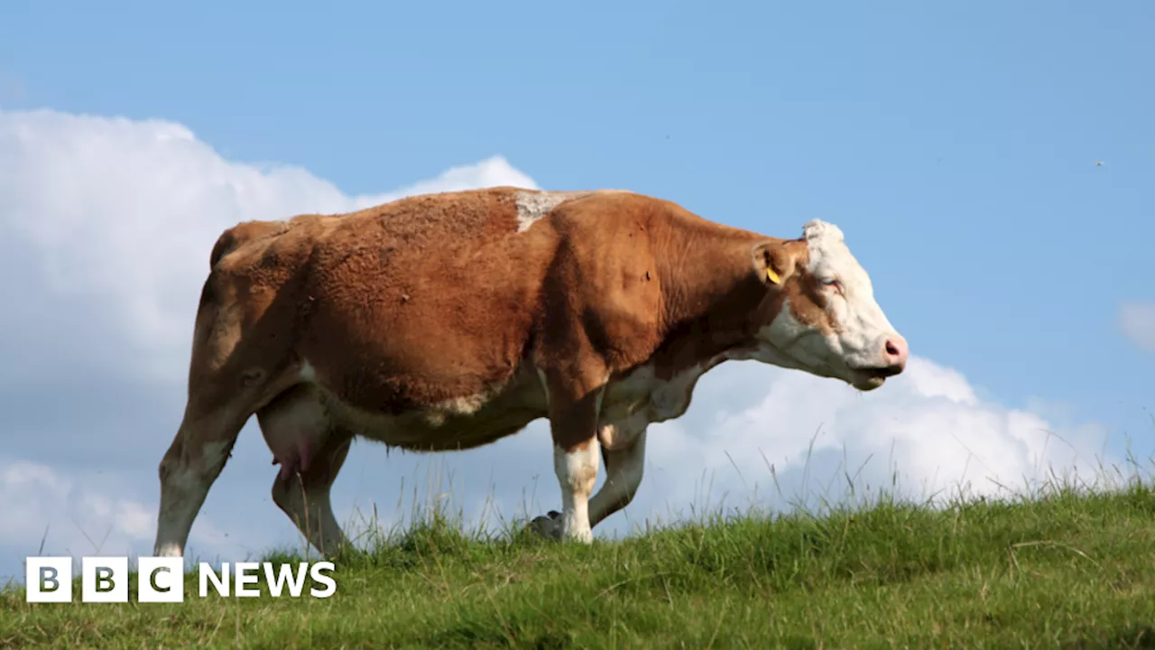 Slurry lagoon at farm near Dalston approved