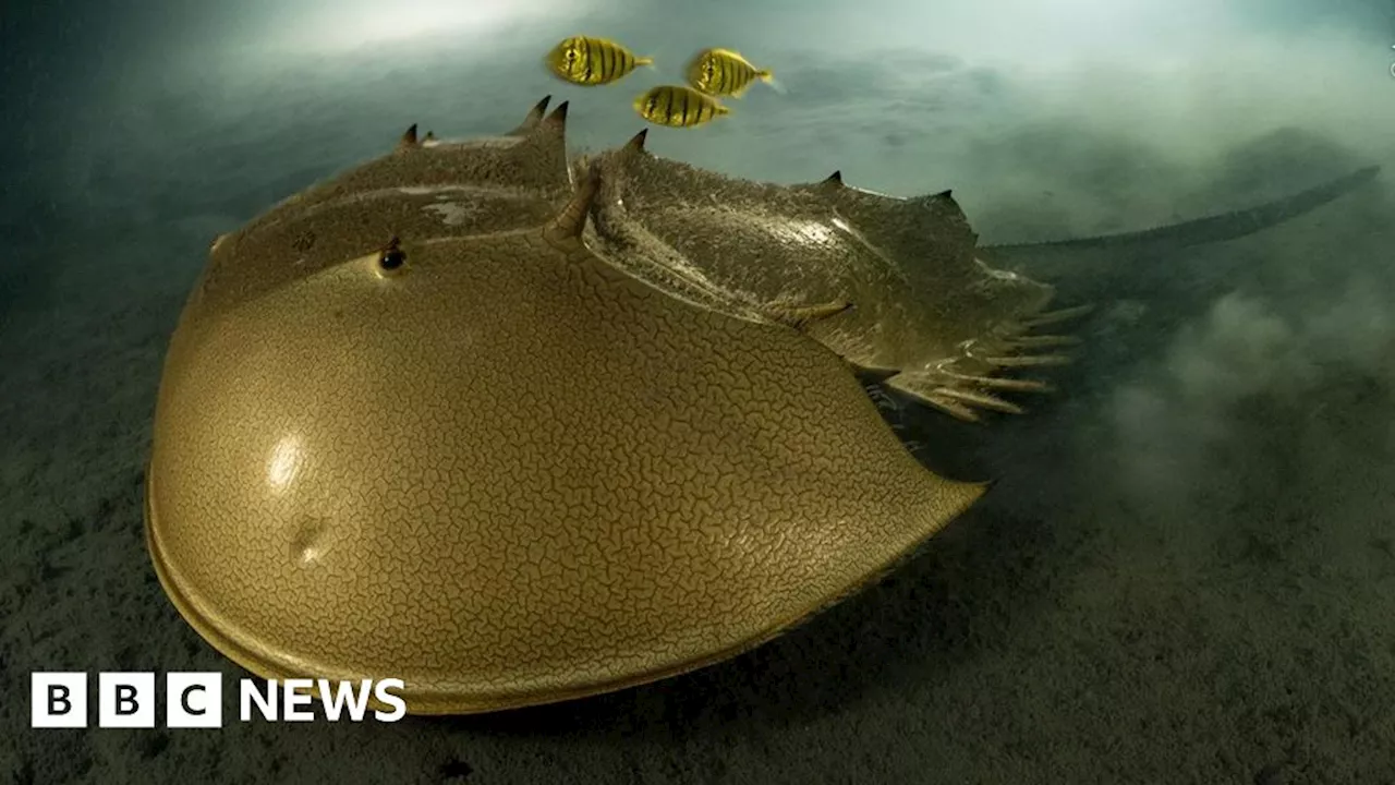 Wildlife Photographer of the Year opens in Eden Project