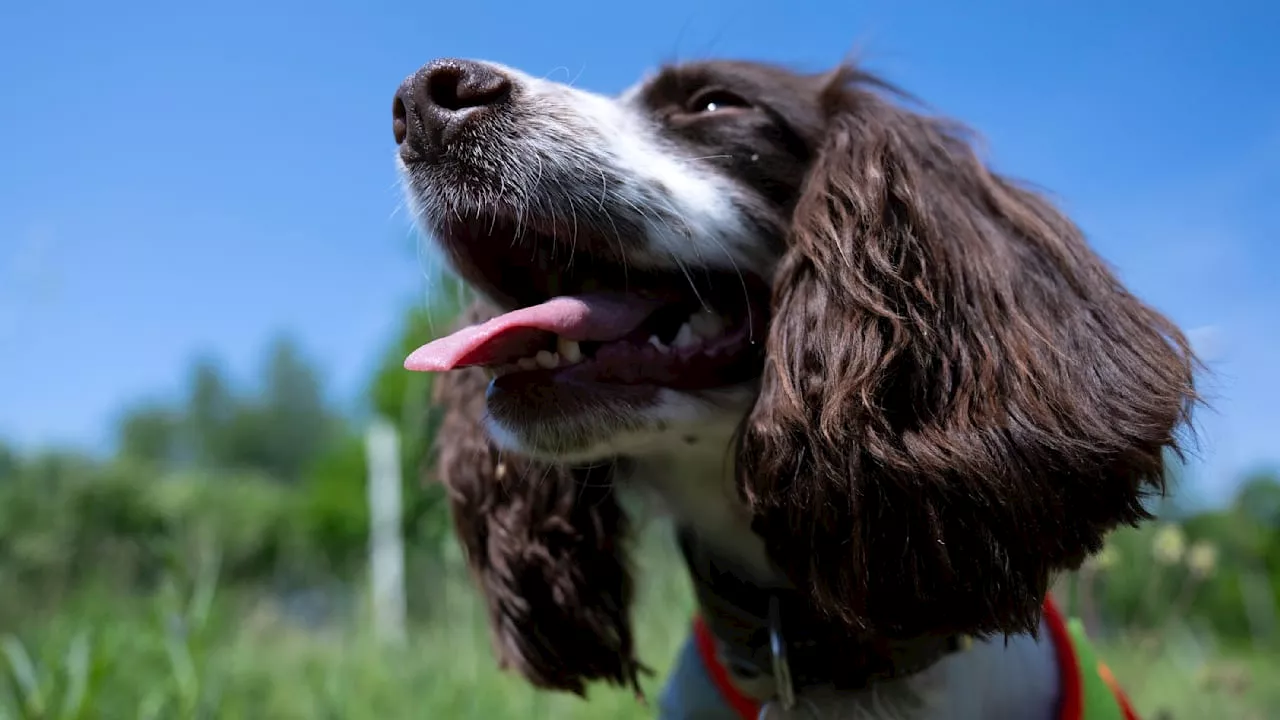 Baumschlange in Oeversee: Können Hunde Giftschlangen riechen?