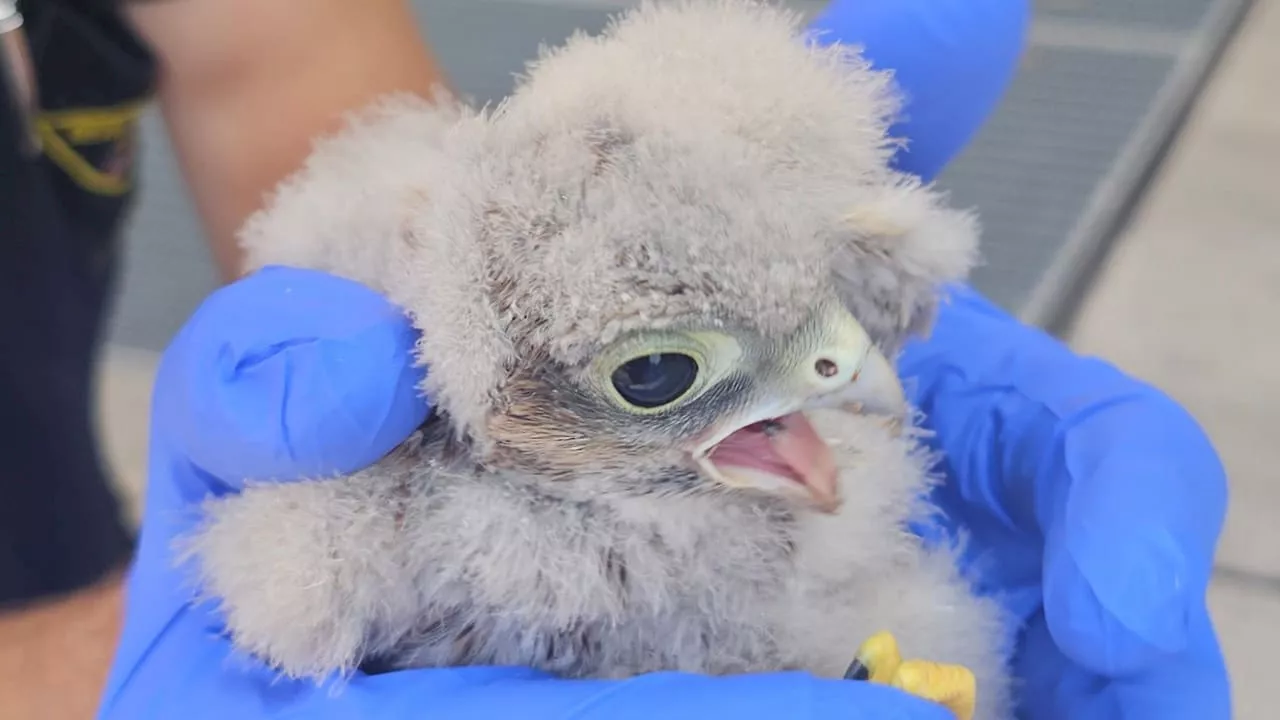 Vogel-Küken in München gerettet – tragische Tierrettung in München