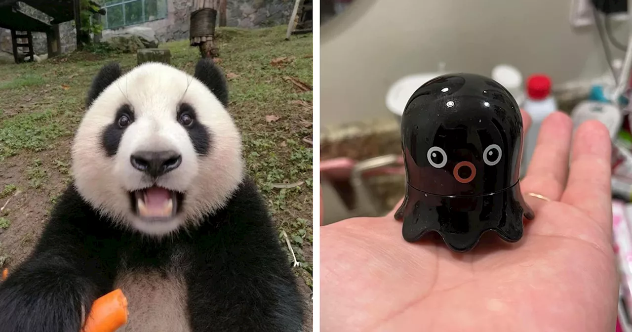 If Pandas Were President, These 34 Items Would Come Standard Issue