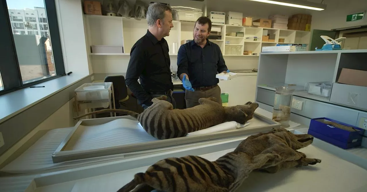 Reports of Tasmanian tiger sightings come by the thousands as Aussies search for extinct thylacine