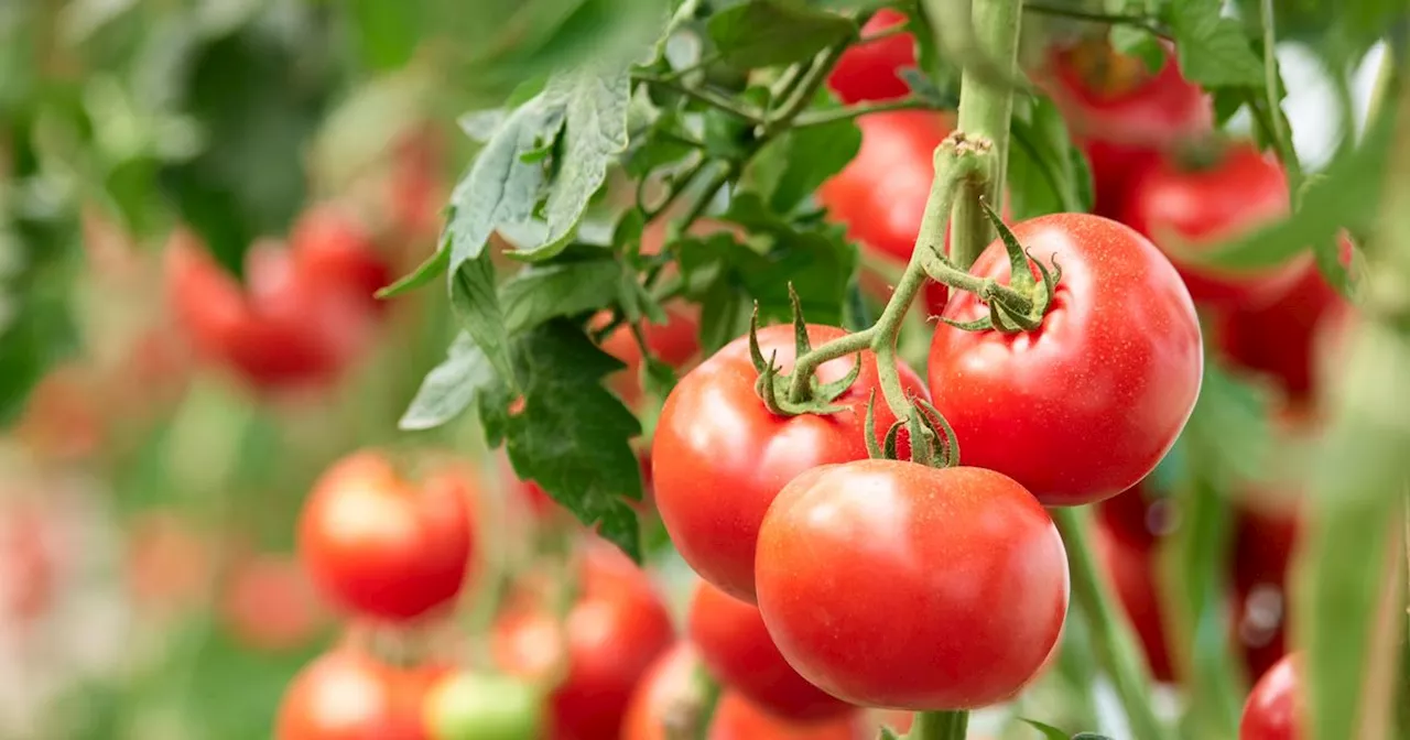 Gardener's simple tomato plant hack using DIY fertiliser ensures bumper crop