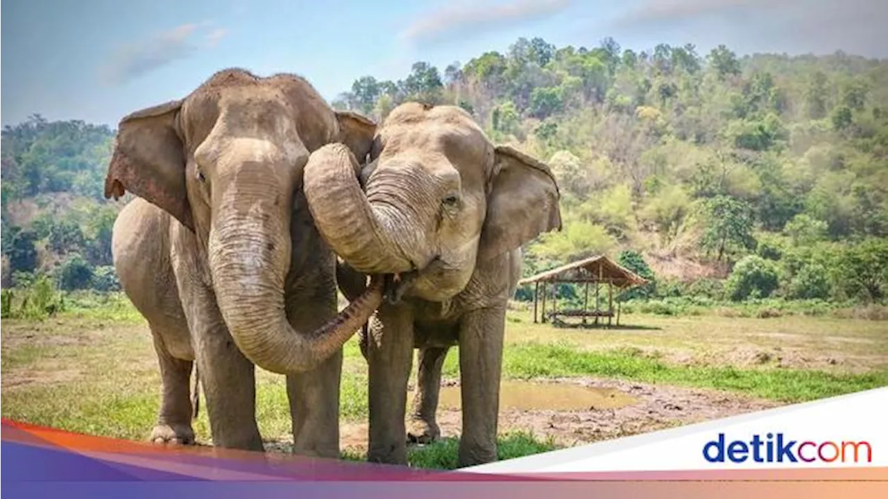 Sekilas Mirip, Ini Beda Gajah Asia dengan Gajah Afrika