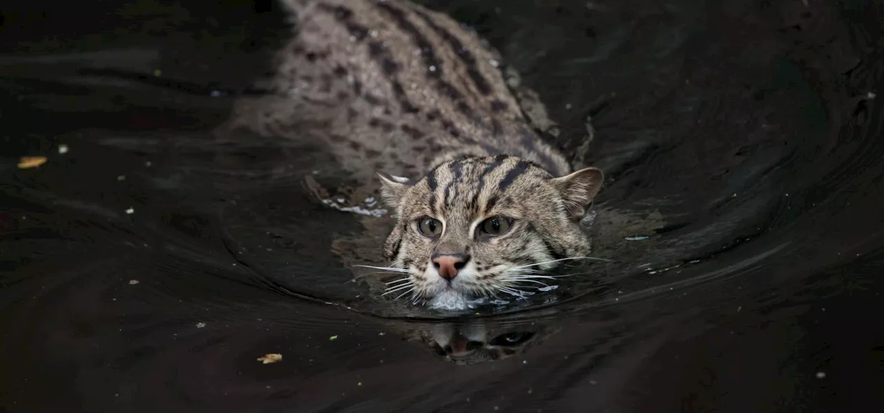 This Aquatic Wildcat Quacks Like A Duck—And Is Feared To Be Extinct In 2 Of Its Natural Habitats