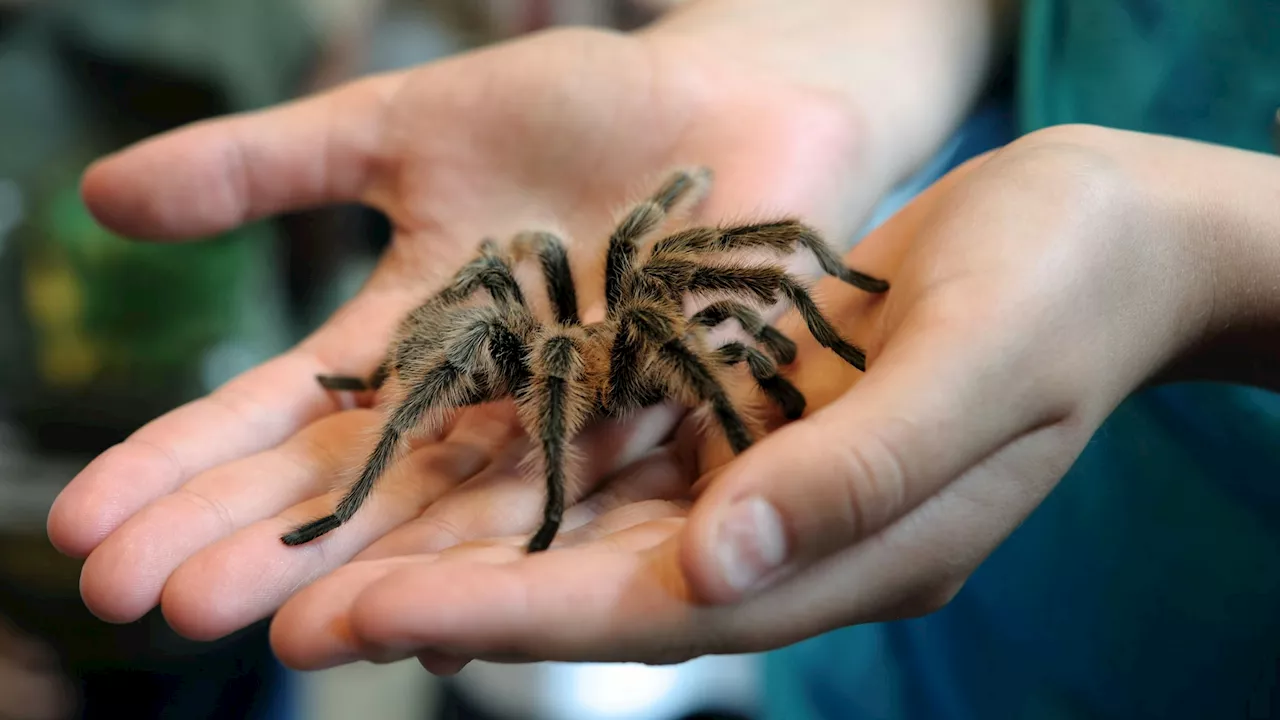 Gummi-Vogelspinne in Garten rief Polizei auf den Plan