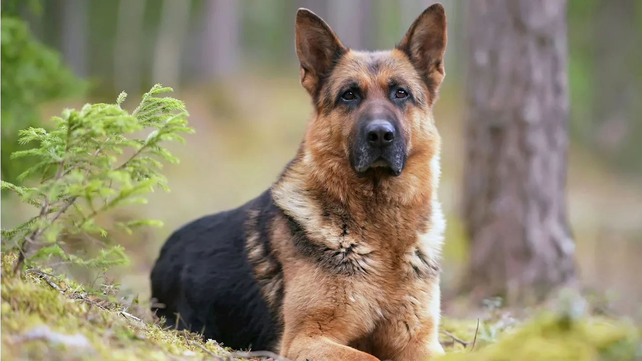 Klaffende Wunde ‒ Schäferhund beißt Frau ins Gesicht