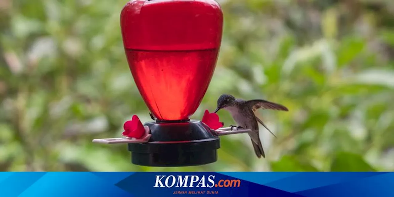 5 Cara Mengusir Semut dari Tempat Makan Burung Kolibri