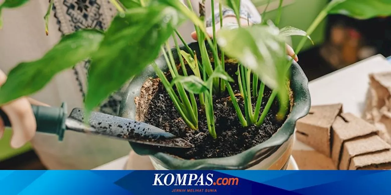 5 Hal yang Harus Dipertimbangkan Saat Memilih Pot Tanaman