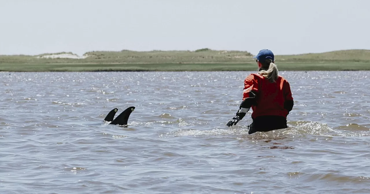 Rescuers try to keep dolphins away from Cape Cod shallows after a mass stranding