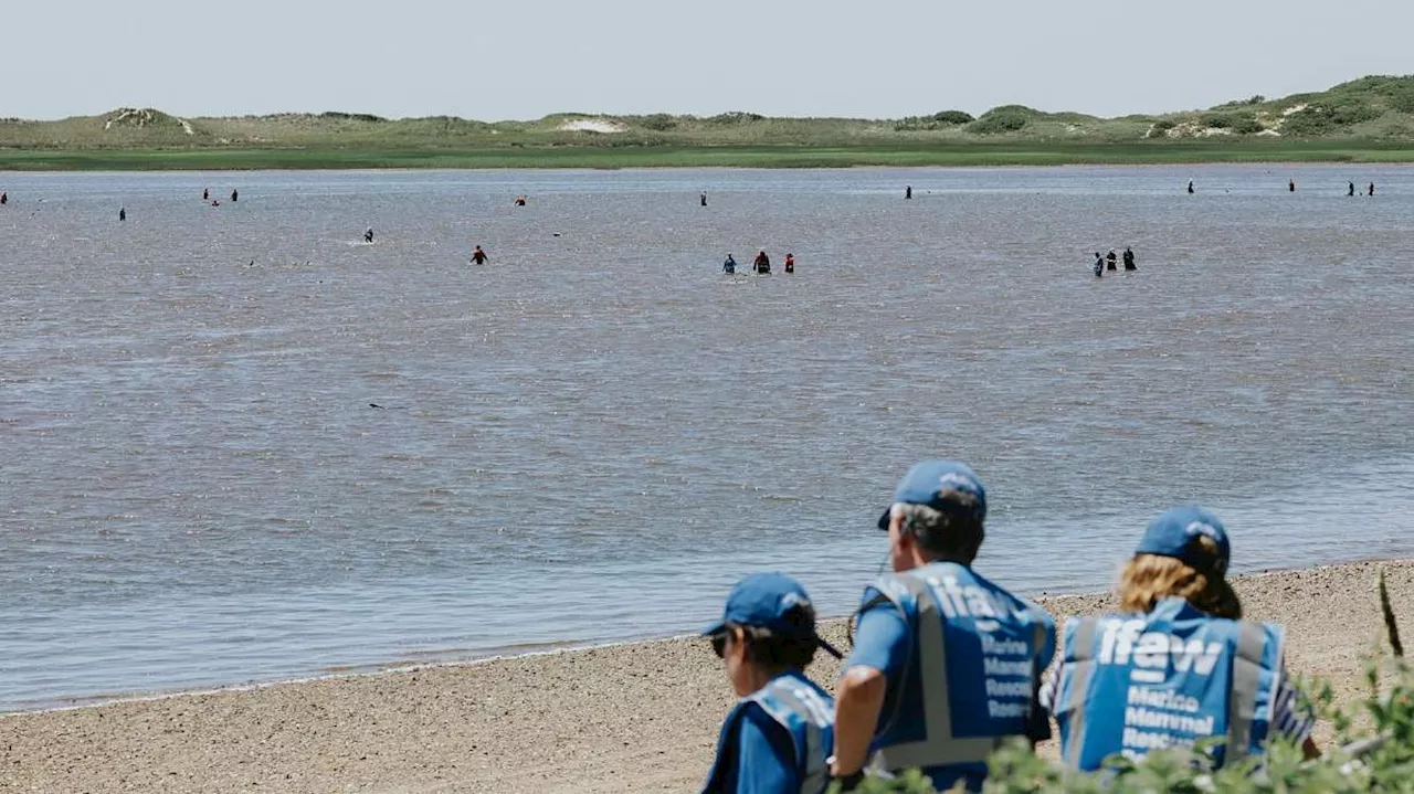 Rescuers make progress after more than 100 Atlantic white-sided dolphins stranded off Cape Cod