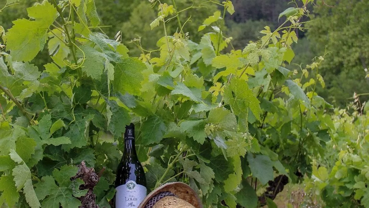 Serres : trois jours, trois tempos pour une découverte originale du vignoble