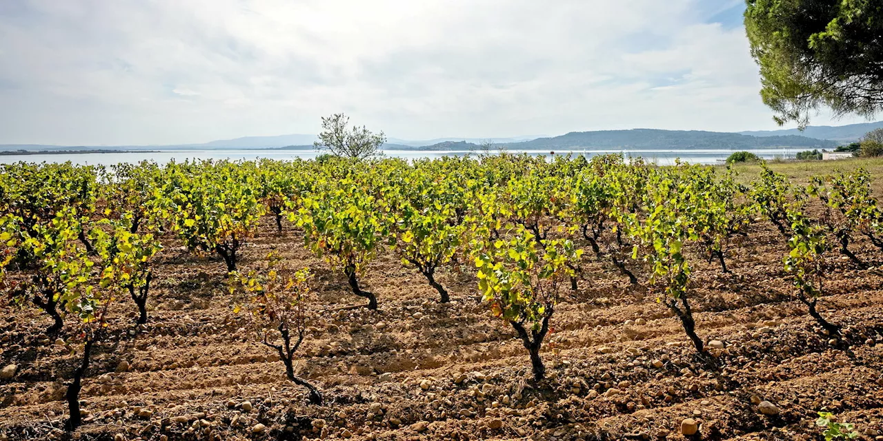 Languedoc-Roussillon : notre sélection de vins d'été 2024