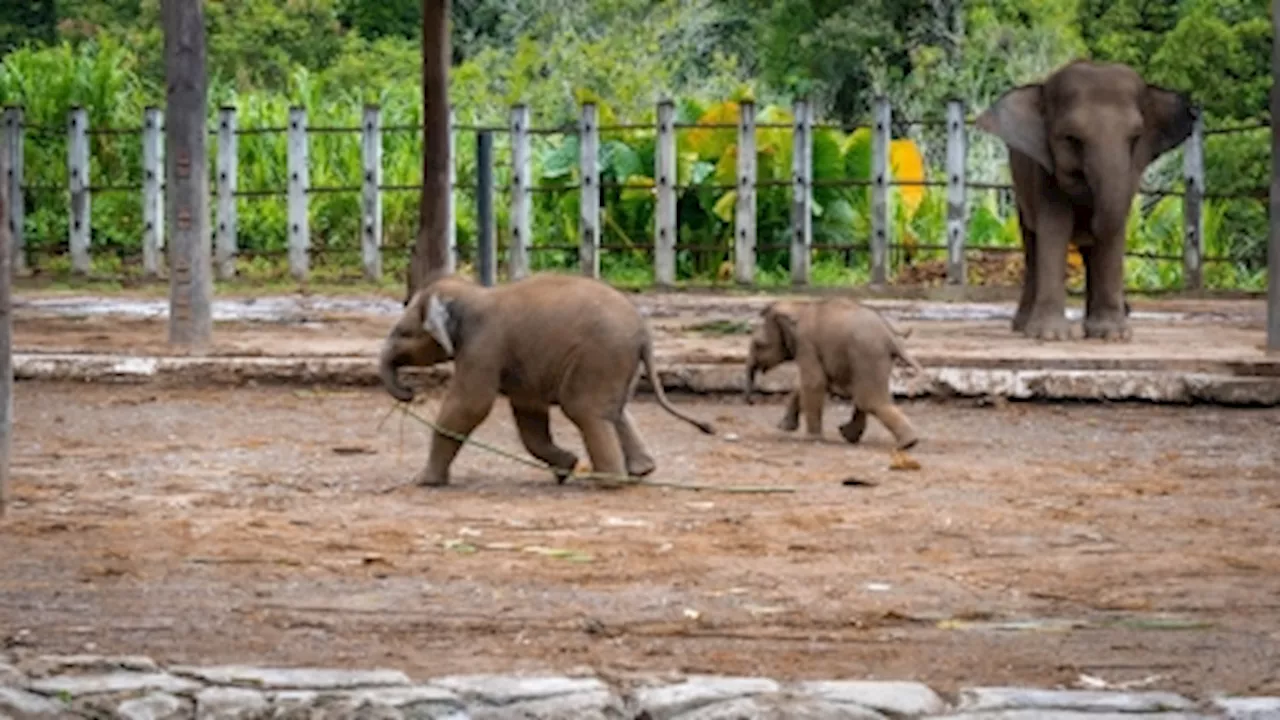 Sabah pledges swift action to protect endangered Bornean elephants, says state minister