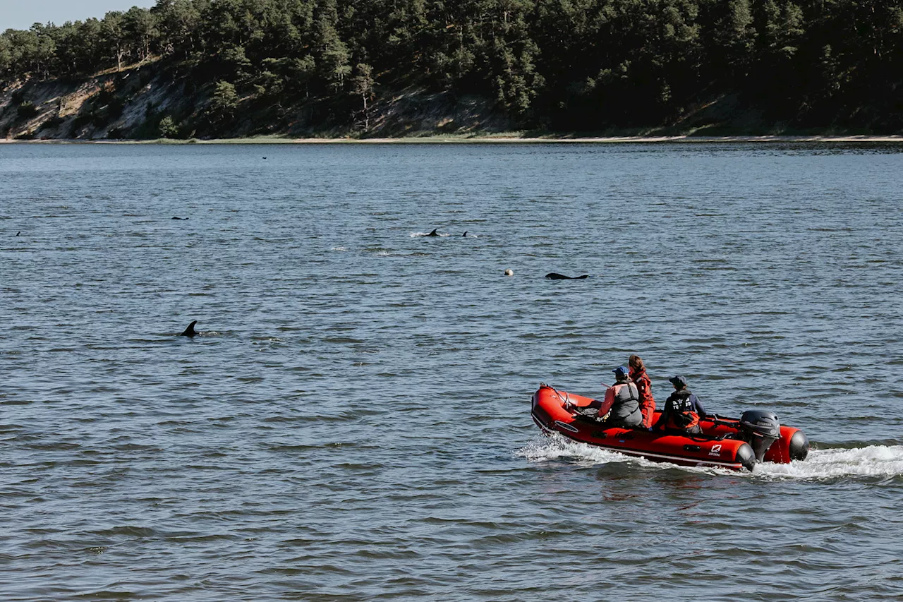 Rescuers try to keep dolphins away from Cape Cod shallows after mass stranding