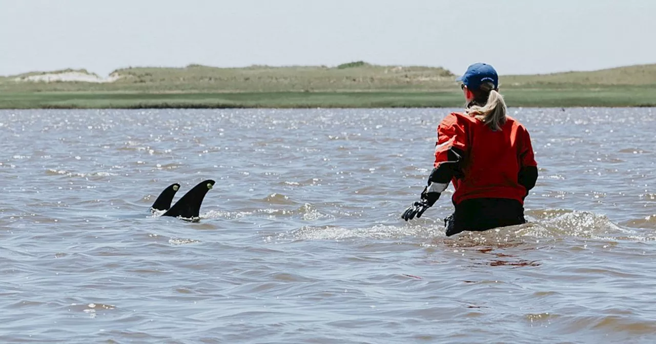 After mass stranding, animal rescuers try to keep dolphins from Cape Cod shallows