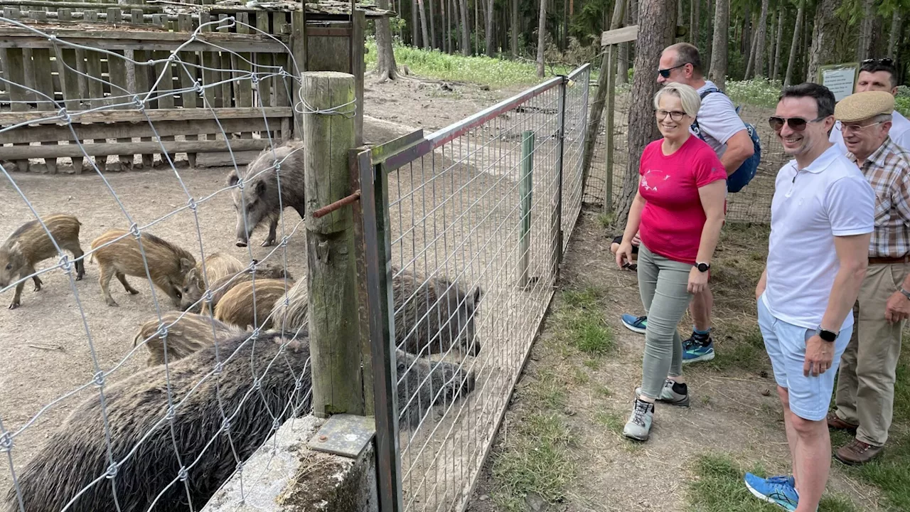 Herzog bei den Frischlingen im Naturpark Dobersberg