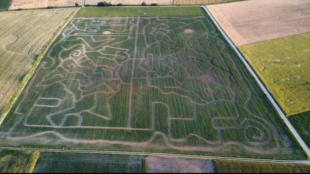 In die Irre geführt: Maislabyrinth in Kleinmeiseldorf