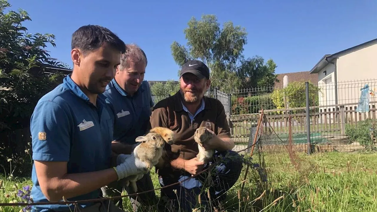 « Ici, ils sont nombreux » : ils capturent les lapins de garenne pour les réintroduire