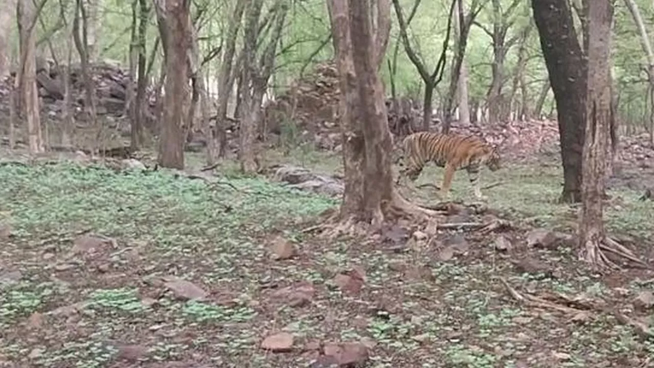 रणथम्भौर में हुई इलाके को लेकर जंग, बाघिन एरोहैड घायल, वन विभाग की टीम मॉनिटरिंग में जुटी