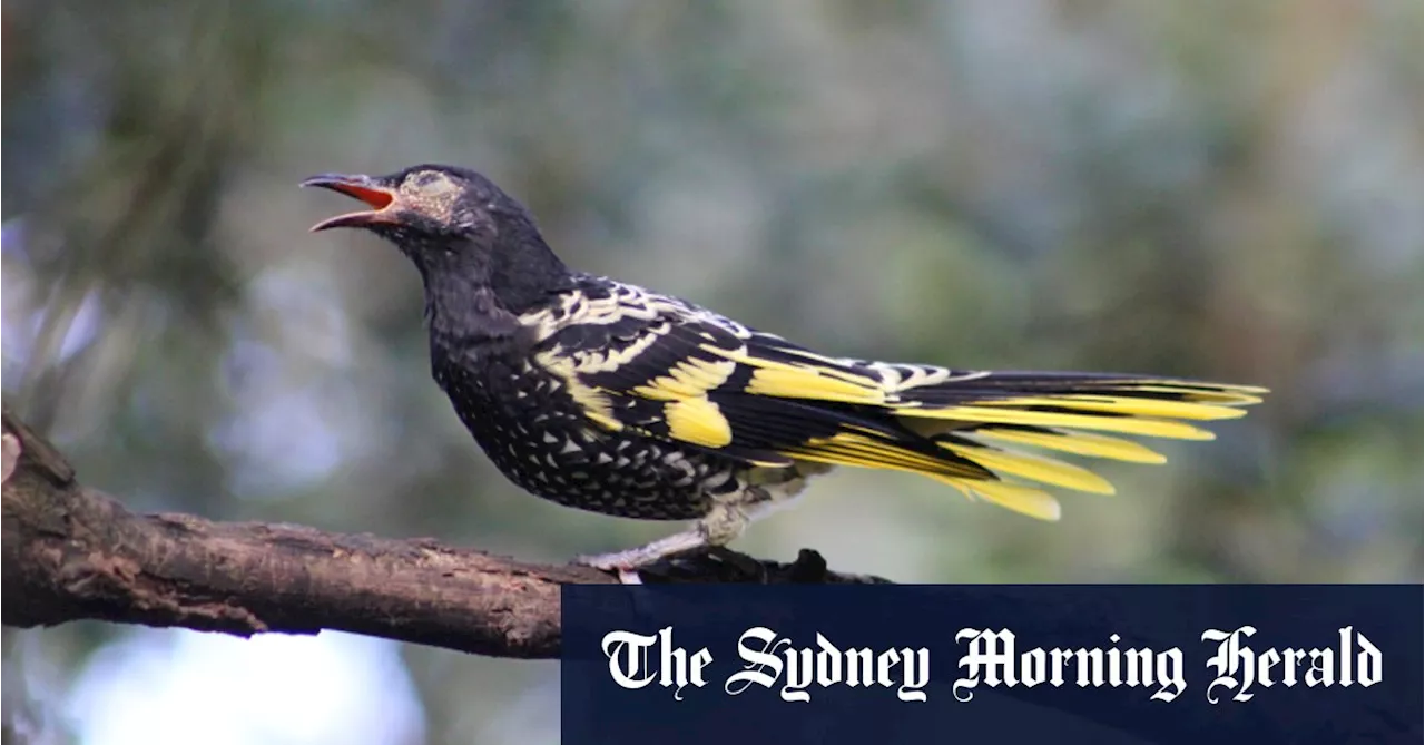 Only the lonely: How regent honeyeaters are learning to sing again ...