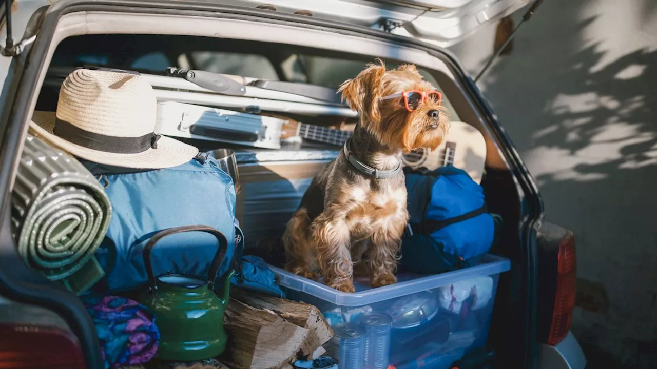 Ab in den Urlaub: Was muss im Auto dabei sein?