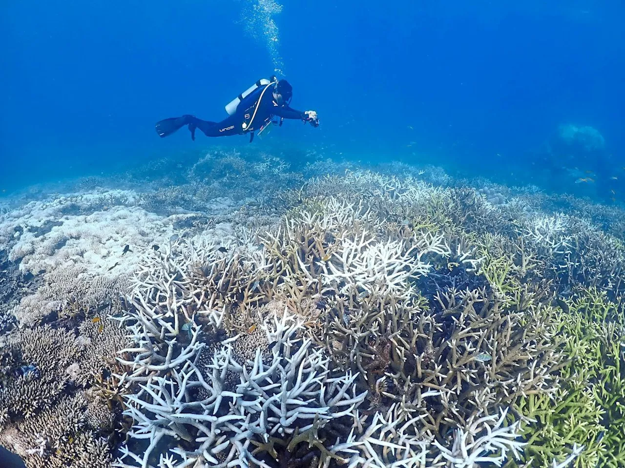 Efforts intensify to protect Malaysia’s coral reefs