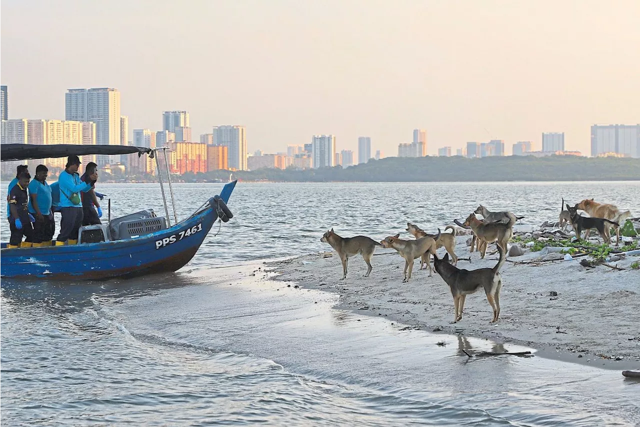 Rescue under way to save 12 dogs abandoned on Pulau Gazumbo