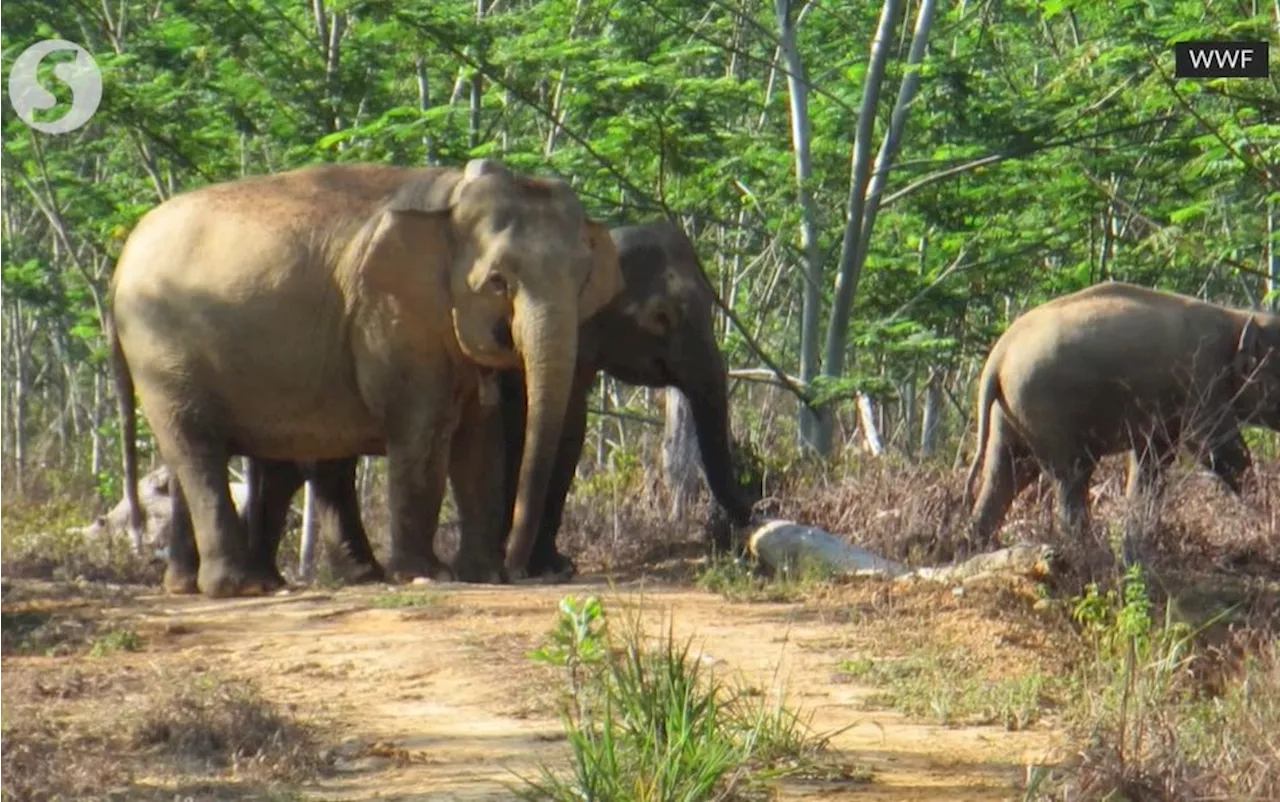 Time to get serious about saving pygmy elephants