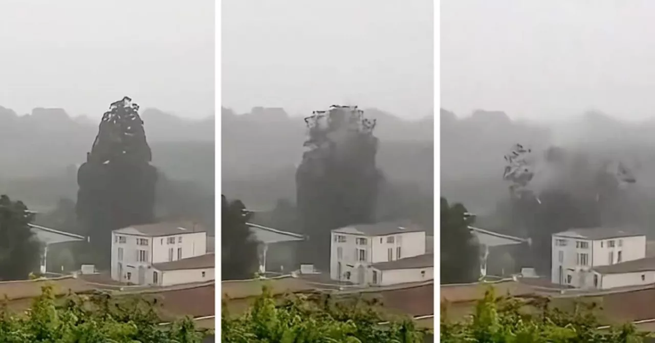 Video viral: El impacto de un rayo destruyó un enorme árbol en Francia