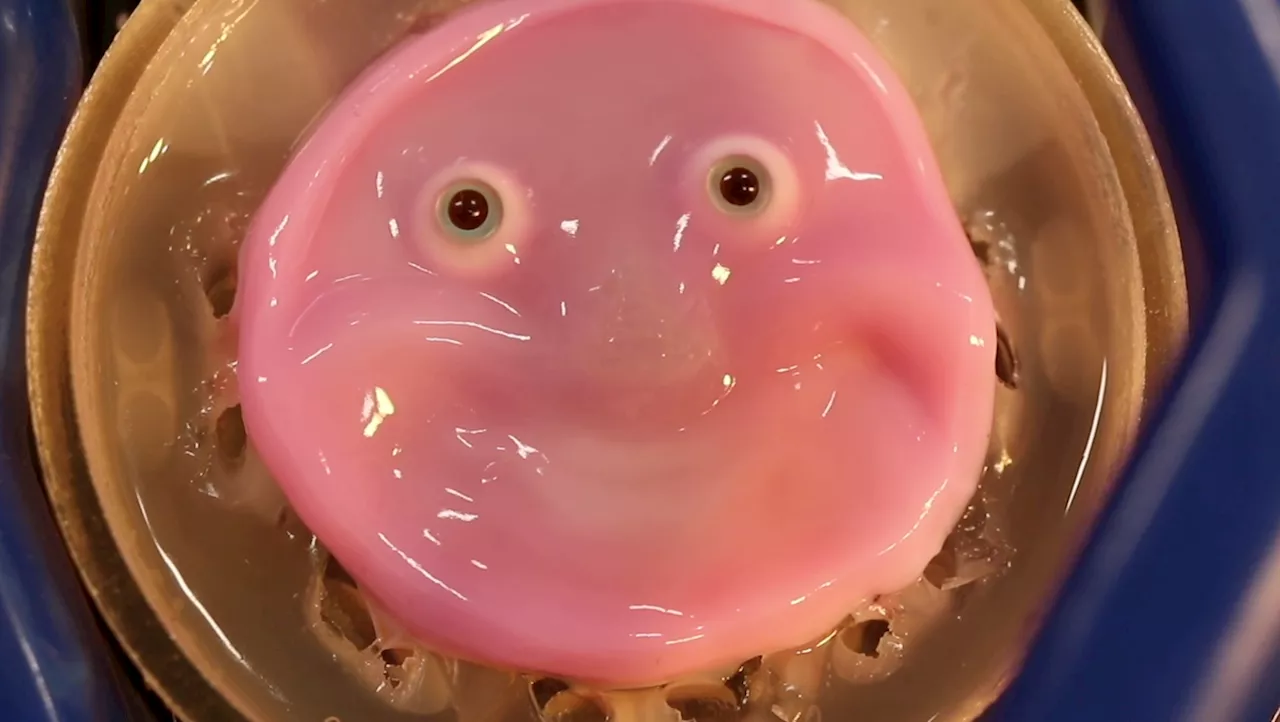 This smiling robot has a face covered in ‘living’ skin