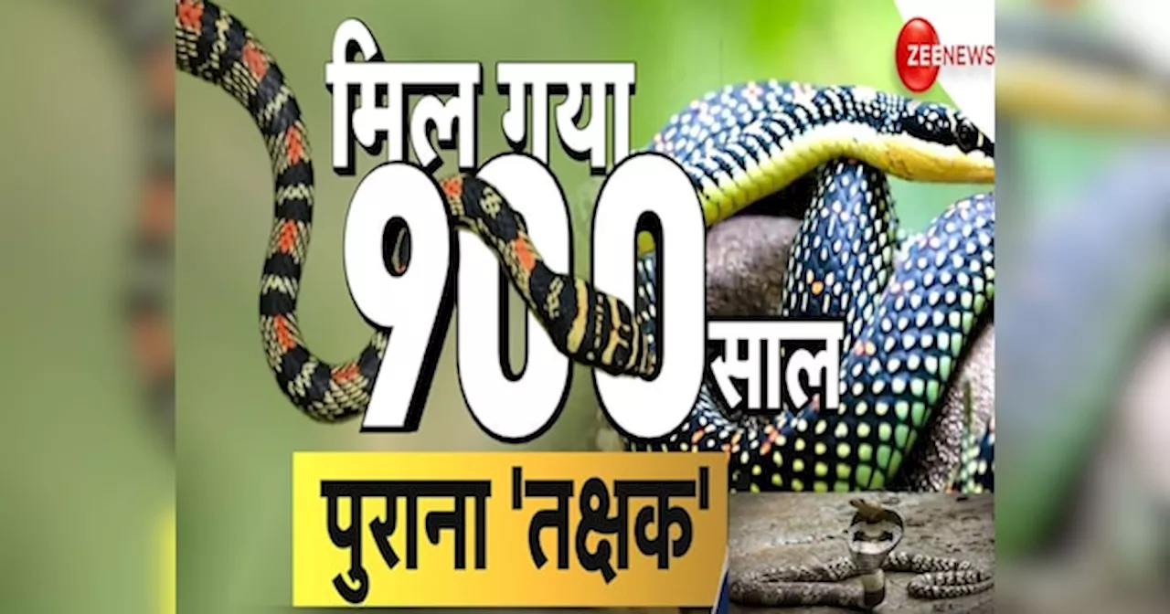 WATCH: भारत में मिला उड़ने वाला नाग, फैली दहशत; 900 साल पुराने तक्षक जितना खतरनाक