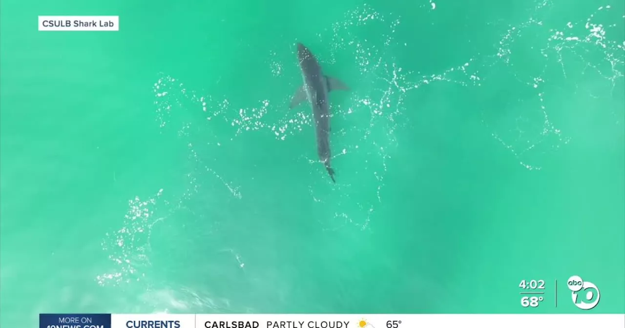 Shark expert: You are less likely to be attacked in these San Diego areas