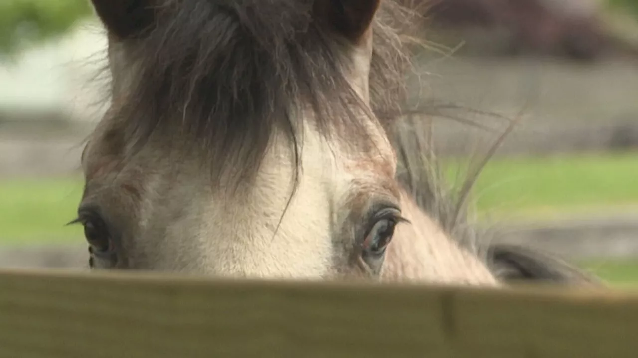 5 horses dead, 9 neglected: Two Ontario County men charged in separate cases