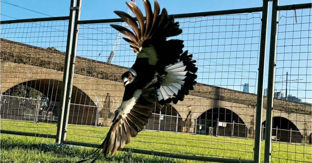 More aggressive magpies may be less clever, researchers say