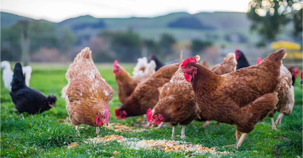 Third Victorian poultry farm detects 'high' strain of bird flu, enters quarantine