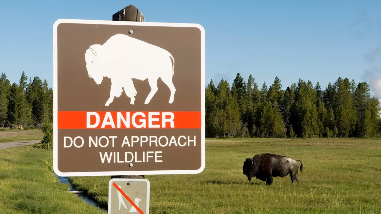 83-year-old woman seriously injured after being gored by bison at Yellowstone National Park: Officials